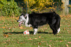 playing with Border Collie