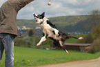 jumping Border Collie