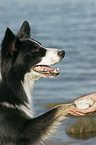Border Collie gives paw