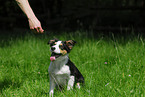 sitting Border Collie