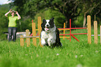 running Border Collie