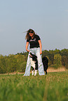 Border Collie shows dog dance