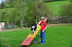 Border Collie at agility