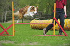 Border Collie at agility