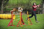 Border Collie at agility