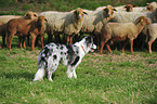 Border Collie and sheeps