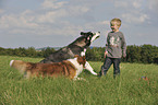 Border Collie and Siberian Husky