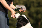 Border Collie Portrait