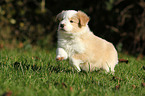 running Border Collie Puppy