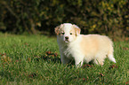 Border Collie Puppy