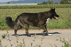 walking Border Collie
