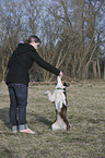 Border Collie shows trick