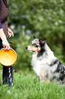 Border Collie