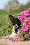 Border Collie Puppy