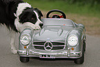 Border Collie