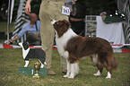 standing Border Collie