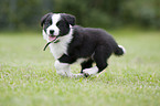 Border Collie Puppy