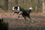 jumping Border Collie