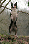 Border Collie shows trick