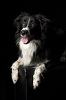 lying Border Collie
