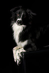 lying Border Collie