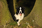 lying Border Collie