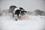 2 Border Collies