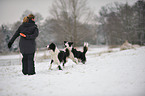 2 Border Collies