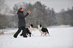 2 Border Collies