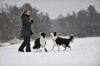 2 Border Collies