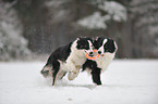2 Border Collies