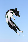 jumping Border Collie