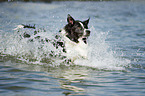 running Border Collie