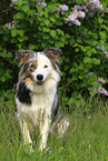 sitting Border Collie