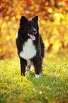 standing Border Collie