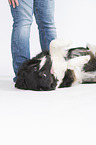 old Border Collie