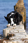 lying Border Collie