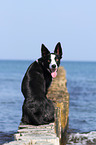 sitting Border Collie