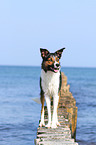 standing Border Collie