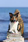 lying Border Collie