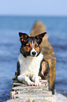 lying Border Collie