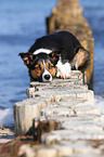 lying Border Collie