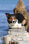 lying Border Collie