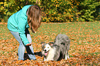 Border Collie shows trick