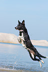 jumping Border Collie