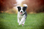 Border Collie Puppy