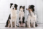 3 dogs