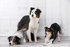 3 dogs