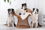 3 dogs