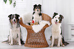 3 dogs